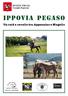 Ippovia Pegaso Un raid a cavallo tra Appennino e Mugello