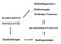 Radiodiagnostica Radioterapia. Medicina Nucleare RADIAZIONI IONIZZANTI RADIOPROTEZIONE. Radiobiologia. Radiopatologia