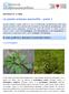 Le piante erbacee anemofile - parte 1