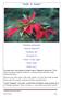 Stella di Natale. Poinsettia pulcherrima. Mexican flame leaf. Christmas star. Christmas eve. Flower of holy night. Noche buena.