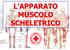 L APPARATO MUSCOLO SCHELETRICO