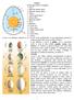 UOVO Morfologia dell'uovo di gallina: 1. Guscio 2. Membrana testacea esterna 3. Membrana testacea interna 4. Calaza 5. Albume liquido esterno 6.