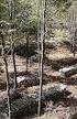 foreste forma La gestione sostenibile nei boschi delle Marche di Carlo Urbinati