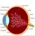 Ottica fisiologica. La retina: Anatomia