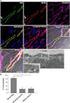 COS E LA PROTEOMICA? The total PROTEIN complement of a GENOME Proteoma proteine codificate modificazioni post-traduzionali