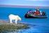 Gli orsi polari delle Isole Svalbard (NORVEGIA)
