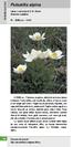Pulsatilla alpina RANUNCULACEAE. subsp. austroalpina D. M. Moser Anemone sudalpina. R+ - 50/60 mm VI/VII