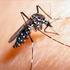 Infezioni Emergenti: le malattie trasmesse da Aedes spp. CHIKUNGUNYA A CASTIGLIONE DI CERVIA: MANIFESTAZIONI CLINICHE E FOLLOW UP