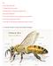 Api. 1-come sono fatte le api? 2-Cerchio della vita di un ape. 3-organizzazione e ruolo di una famiglia di api. 4-api come bioindicatori
