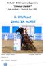 IL CAVALLO QUARTER HORSE