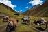 BHUTAN Trekking Chomolhari Attraverso le montagne dell Himalaya incontrando monasteri sperduti, yak e pellegrini 17 giorni (7 gg trekking) -
