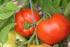 Pomodoro da mensa, le varietà consigliate per il 2001