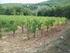 Fattoria Nittardi è un azienda vitivinicola nel cuore del Chianti Classico, sulle colline al confine tra le province di Firenze e Siena.