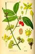 CORNIOLO AMERICANO. Famiglia Cornaceae. Nome botanico Cornus nuttalii Audubon. Portamento. Scorza