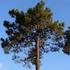 Pino marittimo Pinus pinaster