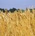 PROGETTO SPERIMENTALE PER LA VALORIZZAZIONE DEL GRANO TENERO ALESSANDRINO DI QUALITA