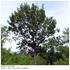 Quercus petraea (Mattuschka) Liebl. (rovere)