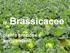 le Brassicacee piante preziose e sorprendenti 15.2.16-51