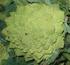 CAVOLI A INFIORESCENZA Cavoli broccoli - Brassica oleracea var. italica; Cavolfiori - Brassica oleracea var. botrytis