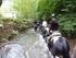 Trekking a cavallo di 6 giorni nel parco archeologico, lago di Mezzano e Selva del Lamone: