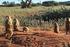 IL TUO VIAGGIO CHARME: I DESERTI DEL KALAHARI E DEL NAMIB, LA COSTA, IL SITO DI TWYFELFONTEIN, IL PARCO ETOSHA NAMIBIA