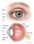 La RETINA Struttura a Funzione