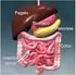 L apparato digerente è composto dal. Tubo digerente. Che comprende. Bocca. Faringe. Esofago. Stomaco. Intestino