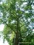 La foglia di quest' albero, venuto dall' Oriente al mio giardino, consente di gustare sensi occulti, edificando il saggio.