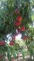 Agricoltura oggi PESCHE E NETTARINE PESCHE E. Differenziare le tipologie gustative per segmentare il mercato. Stefano Foschi