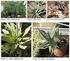 Le piante di Aloe, una risorsa per i nostri giardini