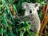 AUSTRALIA TRAVELLER LIBERI DI VIAGGIARE - TOUR KOALA