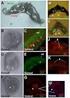 Cap. 11 Le rocce. Fig. 3. Fig. 4. Fig. 5. Fig. 6. Fig. 7