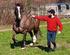 ASSOCIAZIONE NAZIONALE ALLEVATORI DEL CAVALLO RAZZA HAFLINGER ITALIA UFFICIO CENTRALE DEL LIBRO GENEALOGICO