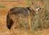Cécile Bloch Phénotype caractéristique du loup africain (Canis lupus lupaster)