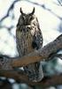 GUFO COMUNE (Asio otus) [07670] LONG-EARED OWL