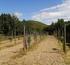 COMMITTENTE:SERVIZIO TERRITORIALE DI TEMPIO ENTE FORESTE DELLA SARDEGNA