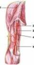 ANATOMIA ARTO SUPERIORE