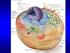 struttura e composizione della membrana cellulare Prof. Davide Cervia - Fisiologia Fisiologia della cellula: trasporti di membrana