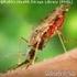 La malaria è un infezione causata da parassiti