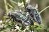 Note su Dorcadion turchi, con descrizione di cinque nuove specie e tre nuove sottospecie (Coleoptera Cerambycidae)