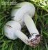 Agaricus arvensis Sch.: Fr.