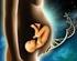 Analisi statistica di un test di gravidanza basato sull osservazione del muco cervicale