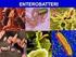 Enterobatteri. Bacilli Gram- Oltre 40 specie e 150 specie. Asporigeni, sia mobili che immobili, anaerobi facoltativi.