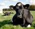Le leptospirosi negli animali da produzione (bovini e suini)