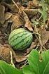 Cocomero. Citrullus lanatus (Thunberg) Matsumura et Nakai. Famiglia botanica: Cucurbitaceae