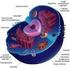 Strutture di una cellula procariotica