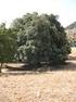 QUERCUS ILEX DELLA SICILIA