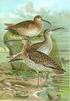 uccelli Numenius tenuirostris (Vieillot, 1817) regno animale fam. Scolopacidae