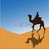 MAROCCO. Meharee tra le dune Con i cammelli nell deserto di dune del Sud del Marocco 10 giorni 5 di trekking