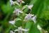Orchidaceae ermafroditi, zigomorfi, e resupinati 6 tepali labello gimnostemio o ginostemio pollinii retinacolo